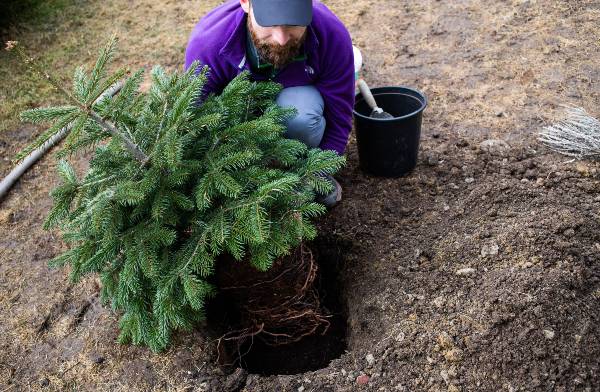 Pennsylvania landscapers plants a tree