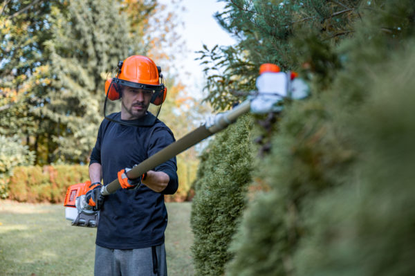 a landscaper trims hedges with a power tool. injuries are common in the landscape profession.